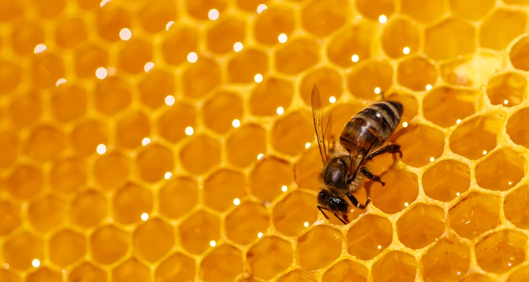 Flüssiges Gold – wenn Bienen den Frühling einfangen